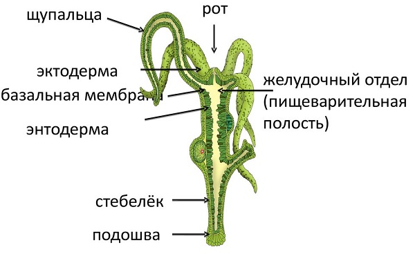 Маркет плей кракен